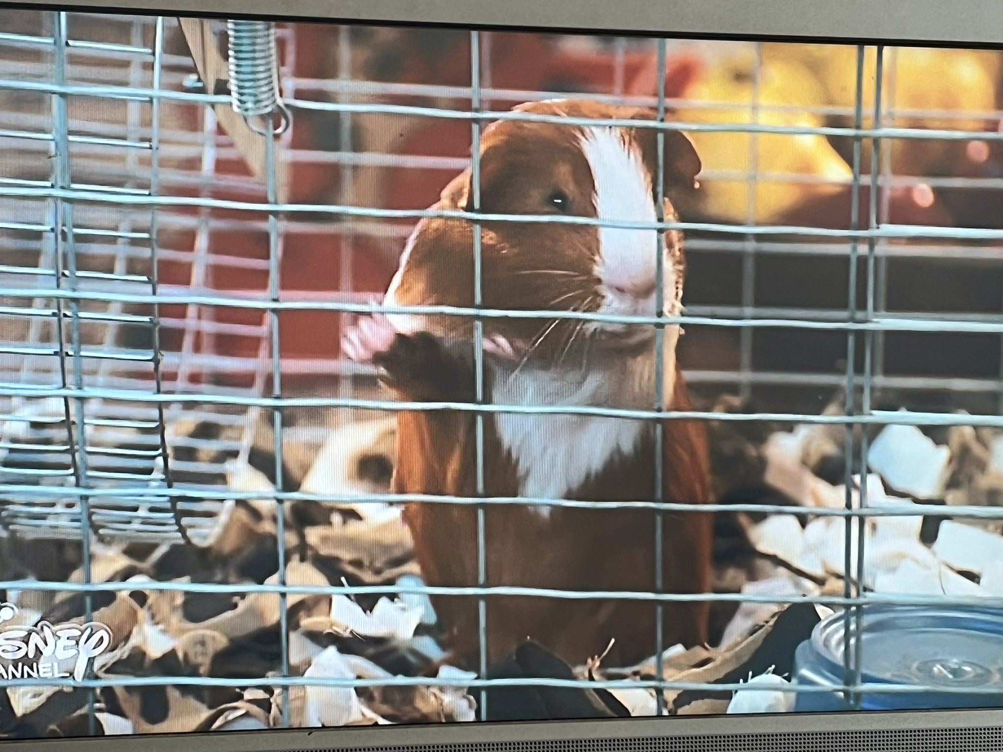 ずりりん ドクタードリトル見てたらモルモットでてきた 回し車ついてる T Co 4m0ohsdajl Twitter