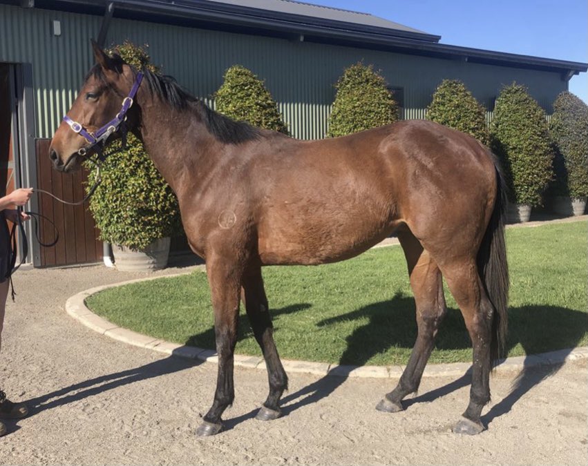 MuskCreekFarm's tweet photo. Congratulations to great friend and client @JoefromPrime on the impressive win of 2yo Shalaa @ArrowfieldStud filly Quang Tri in the Listed Kennedy Taj Rossi Series Final!!
We look forward to having her back @MuskCreekFarm for her next spell!! #kuality #wecanspell https://t.co/gJpsWVWEvp