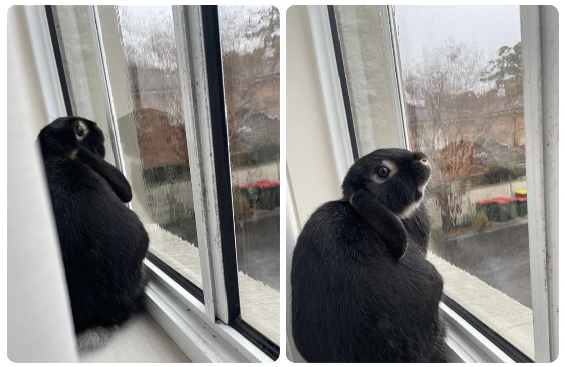 Luci_May11's tweet photo. This is how we are starting the holidays 🌧🐰 #adventuresofhopscotchandtwitch #watchingtherain https://t.co/Y7TjgnekUu