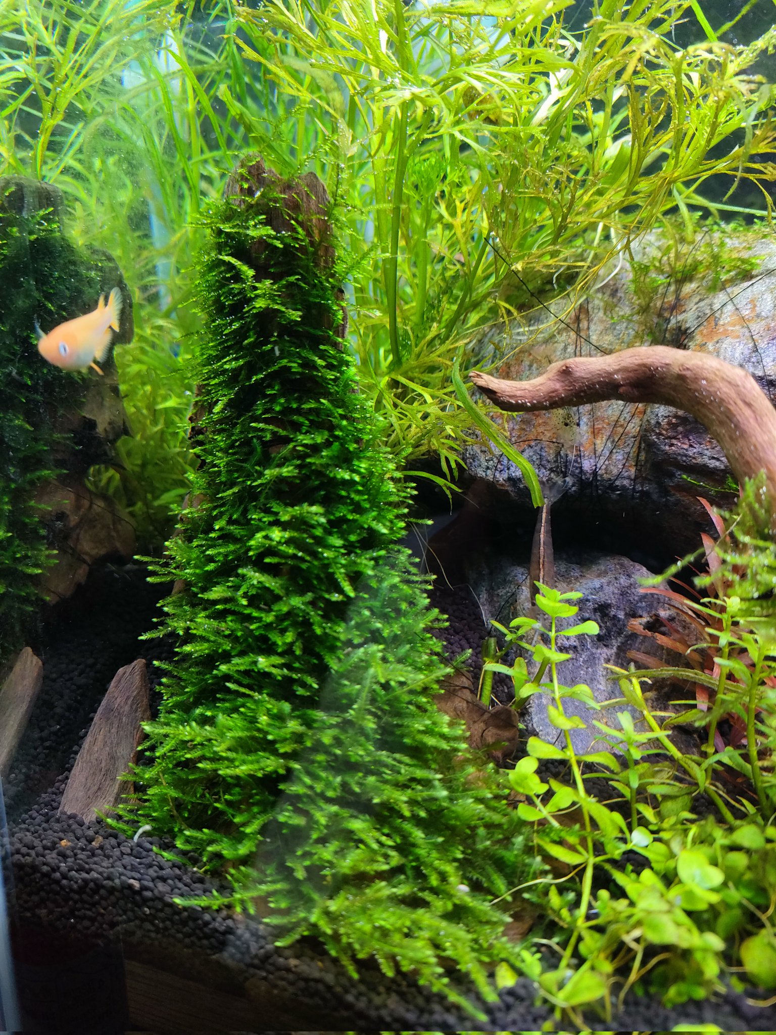 Yoshi Aquarium ウイローモスを２種類使ってみたんだけど南米ウィローモスがいい感じ T Co Koar2wioxu Twitter