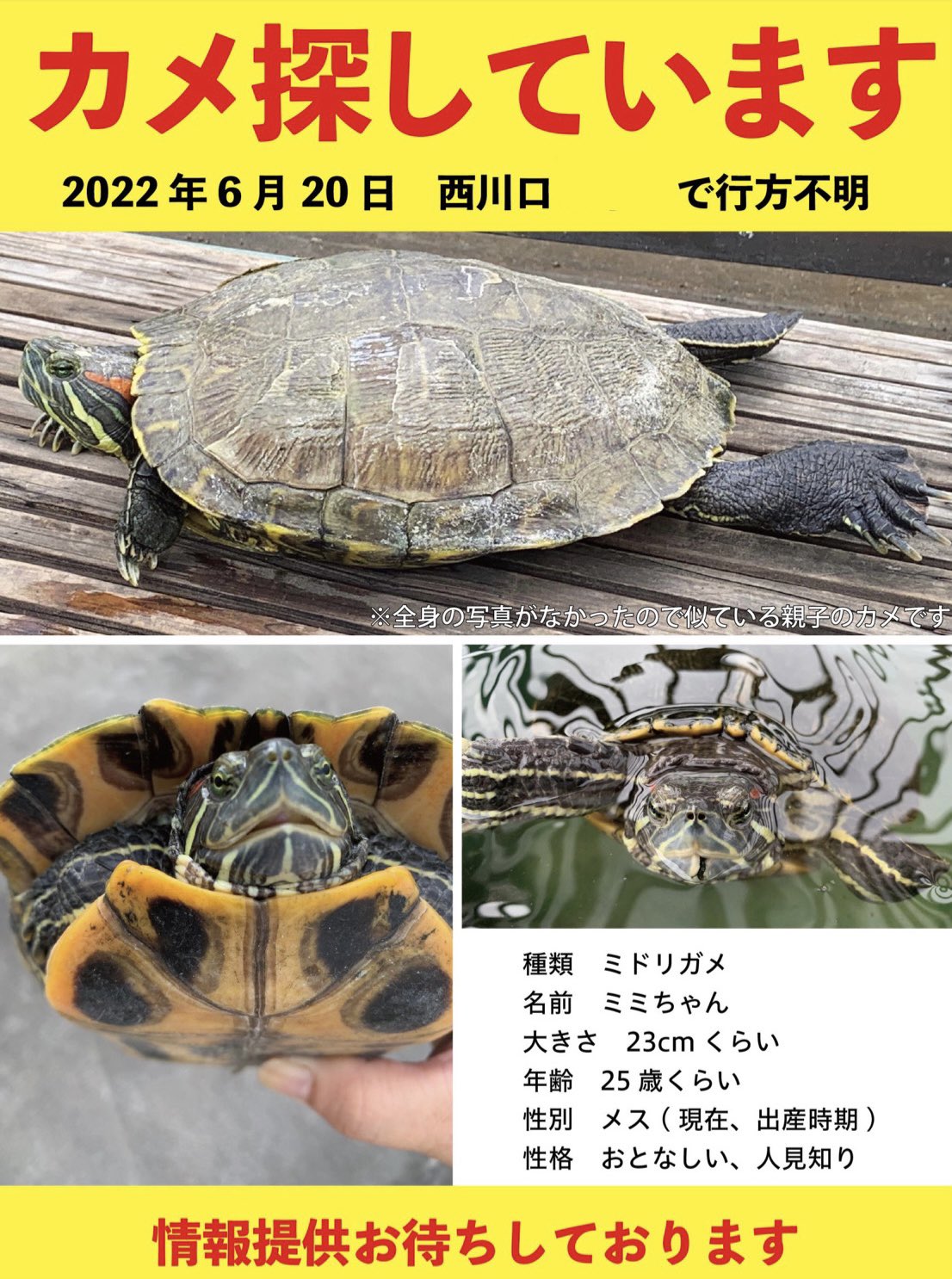 ミシシッピガメ ミシシッピチズガメ | 動物図鑑 | ZFC.jp