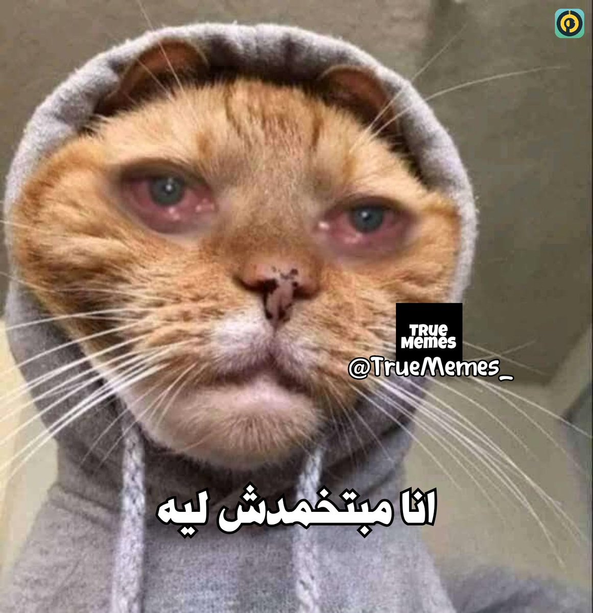 TrueMemes_'s tweet image. 