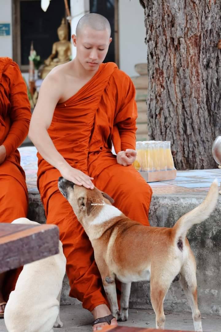 Nookpai6392's tweet photo. ความอ่อนโยน ความมีเมตตาต่อสัตว์โลก 🙏🙏🙏
#พระนุ๊กธนดล https://t.co/NLPfD36hd7