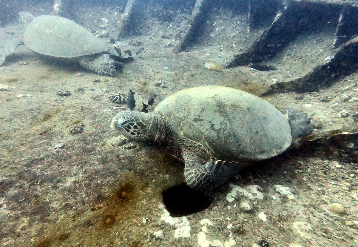 iMeluny's tweet photo. #DiveTrack Day 1: 

Sea Tiger ship wreck 🐢🐢

@locomocosec #Locomocosec https://t.co/Ui4ToHjFJn