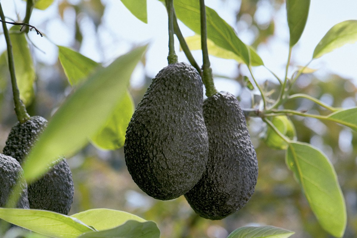 sage_s65739624's tweet photo. Avocados are extraordinarily widespread within the health world as a result of they’re extremely alimentary and are linked to many health advantages. #BenefitsofAvocado #Avocado #NutrientsDiet #Benefits #Fruit
https://t.co/H98YqhFj4n https://t.co/ZaSnIVUgib