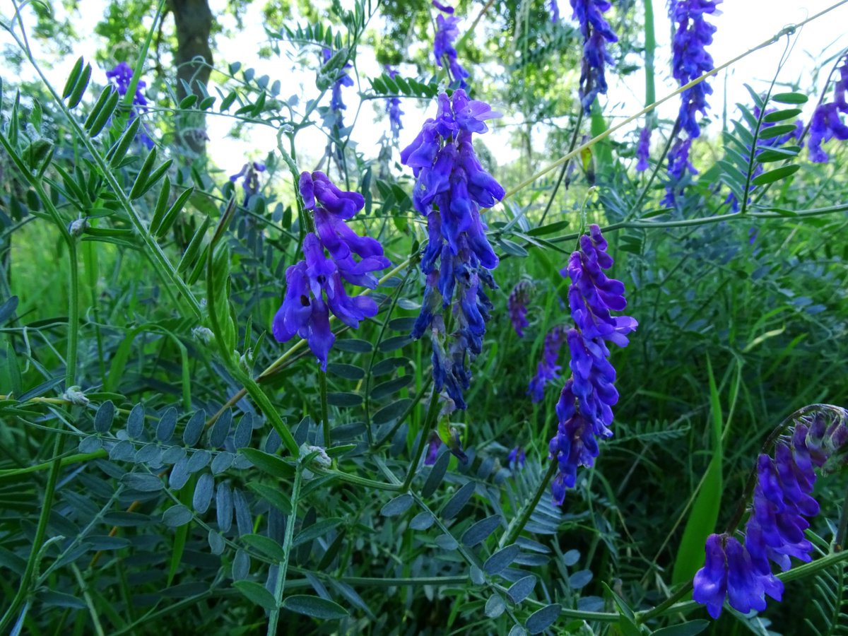 CCommijs's tweet photo. Een paar plantjes uit de vlindertuin:
#Veldlathyrus
Stijve #Wikke
#Vogelwikke https://t.co/tdI4gKZSxq