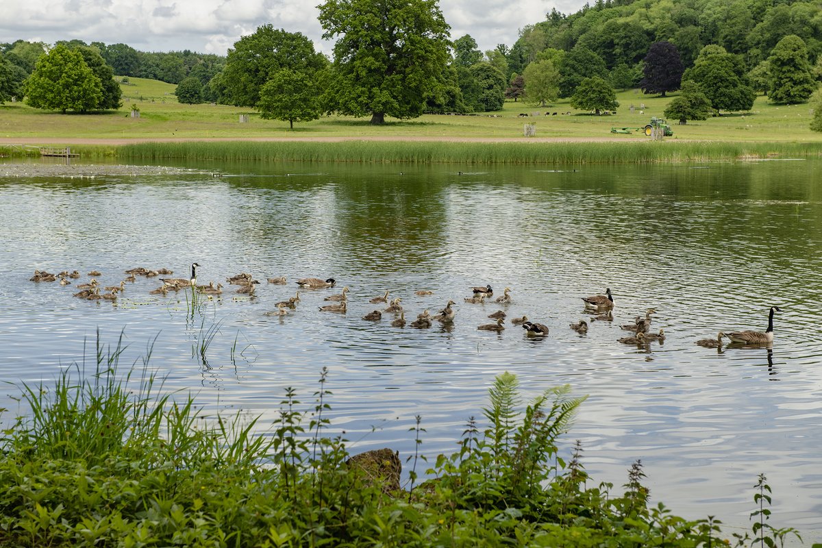There are some rather cute additions to Berrington's pool at the moment. 

Find out what other wildlife you may see when you visit Berrington here: bit.ly/3I7m4Ub

📷: Will Watson

#visitherefordshire #geese #gosling #nature #wildlife #leominster