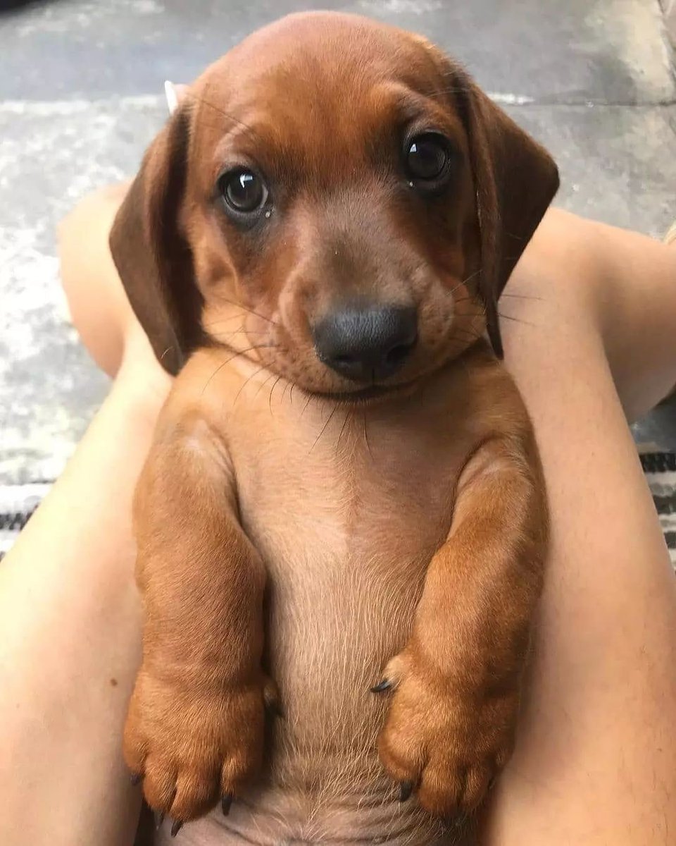 dachshund_heave's tweet photo. Cute or not??🥰
#Dachshund #Dachshunds https://t.co/CXMRVDIl2D