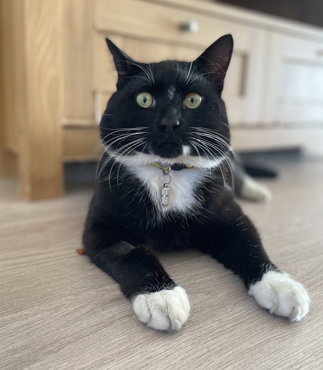 This is my flat. This is not my cat. Meet Sid, also known as “Six Dinner Sid”, the latest addition to the neighbourhood. He likes to pop in for breakfast, lunch and dinner. #Caturday