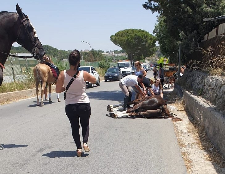 Così muore un cavallo, sotto il sole di tarda mattinata, mentre traina una carrozza a Matera.
