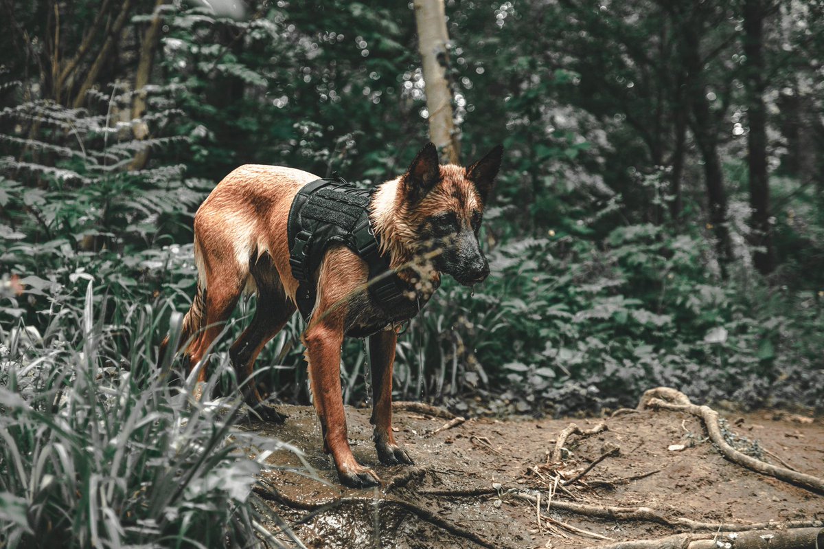 Scottphots's tweet photo. @BraydenCreation Took the doggo for a walk https://t.co/p0tmfWVeui