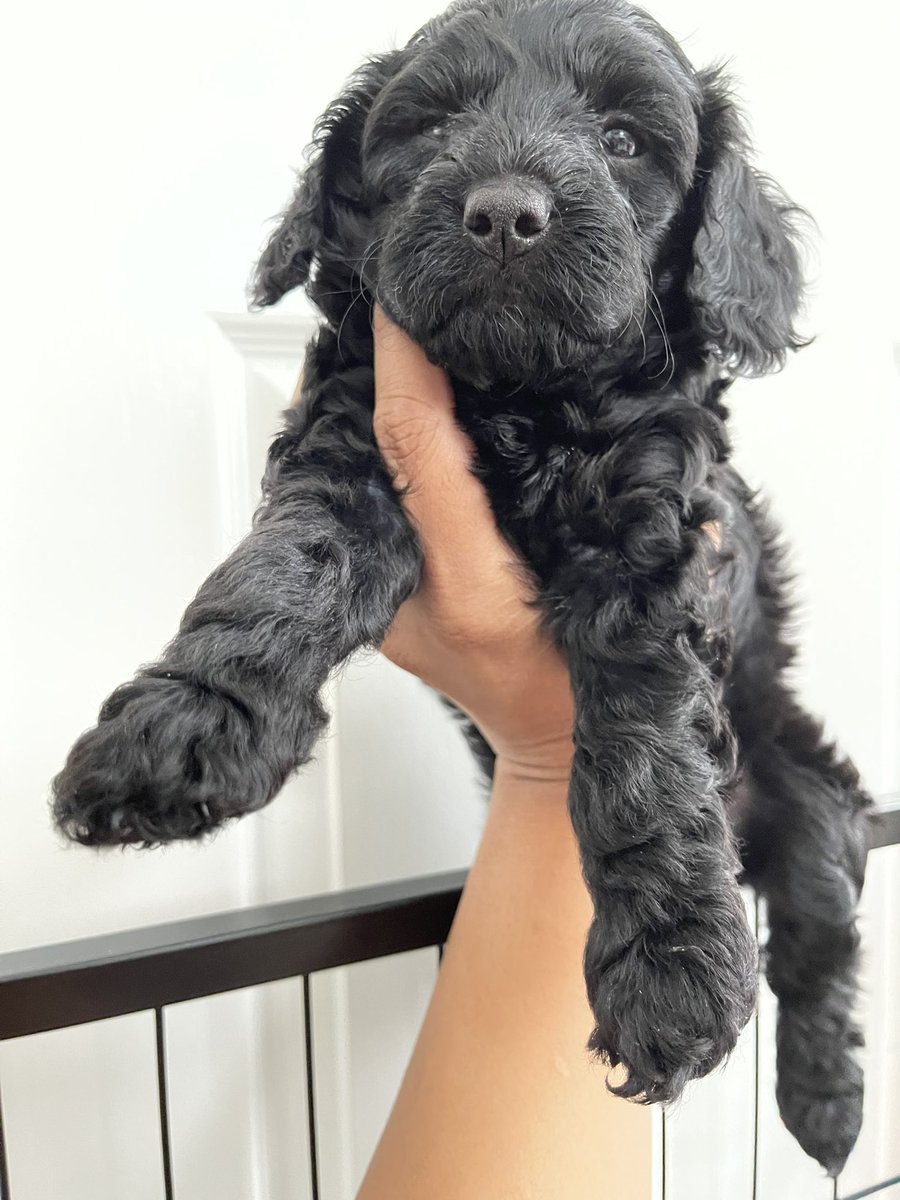 Shaz_Nour's tweet photo. Been rather quiet lately, I’ve had my hands full with Millie’s pups. 6 weeks old and in search of their forever homes 🏡 introducing you to ♥️Precious
💙Boris 
💙Pikachu https://t.co/0LgwkhkMHy