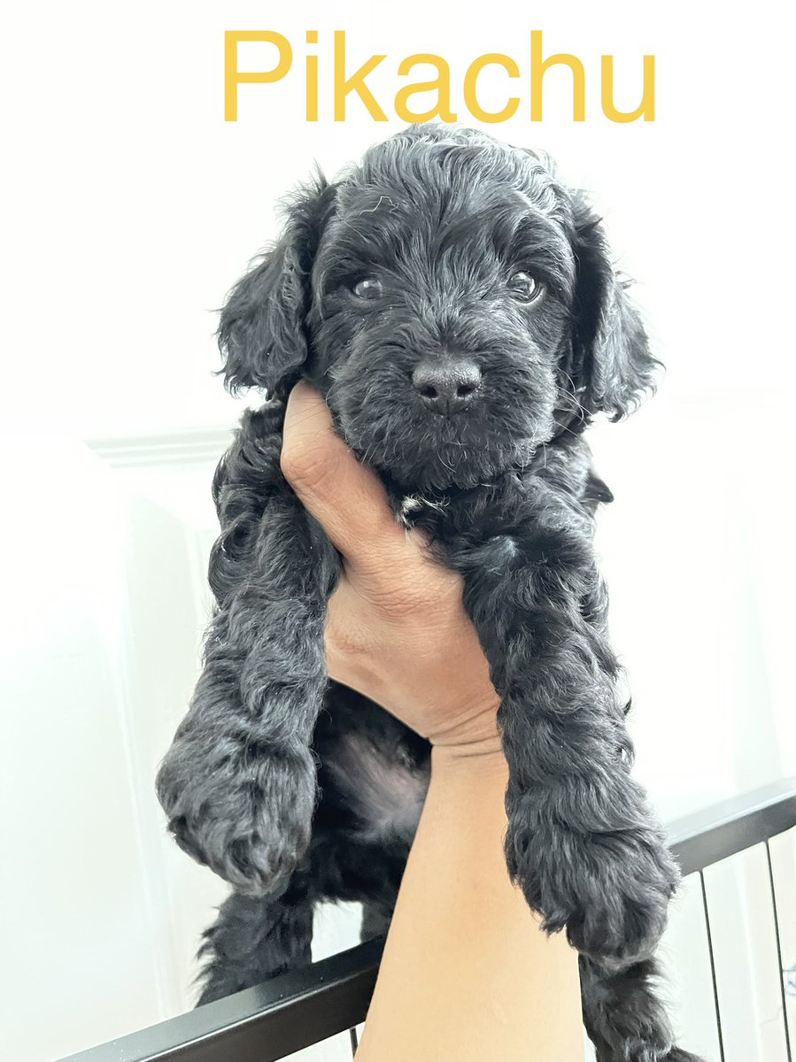 Shaz_Nour's tweet photo. Been rather quiet lately, I’ve had my hands full with Millie’s pups. 6 weeks old and in search of their forever homes 🏡 introducing you to ♥️Precious
💙Boris 
💙Pikachu https://t.co/0LgwkhkMHy