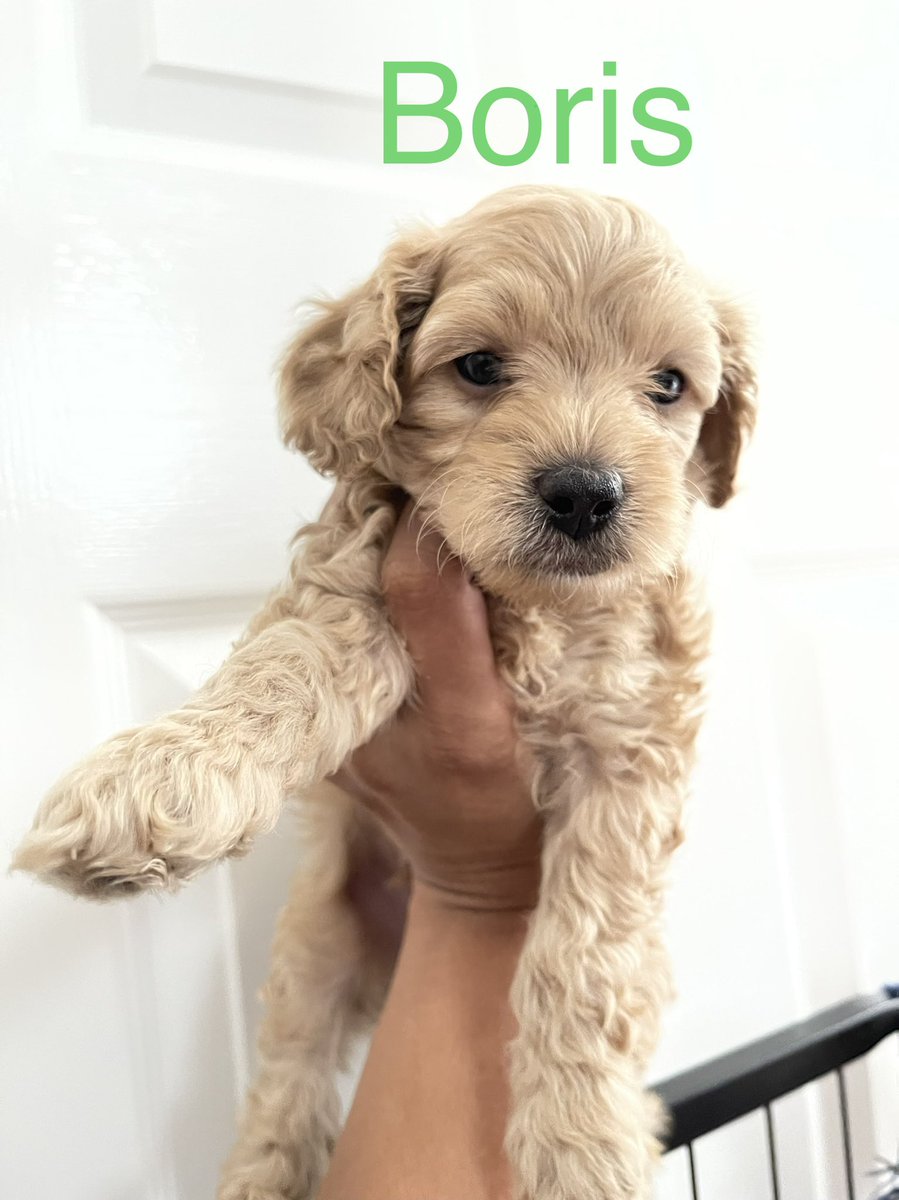Shaz_Nour's tweet photo. Been rather quiet lately, I’ve had my hands full with Millie’s pups. 6 weeks old and in search of their forever homes 🏡 introducing you to ♥️Precious
💙Boris 
💙Pikachu https://t.co/0LgwkhkMHy