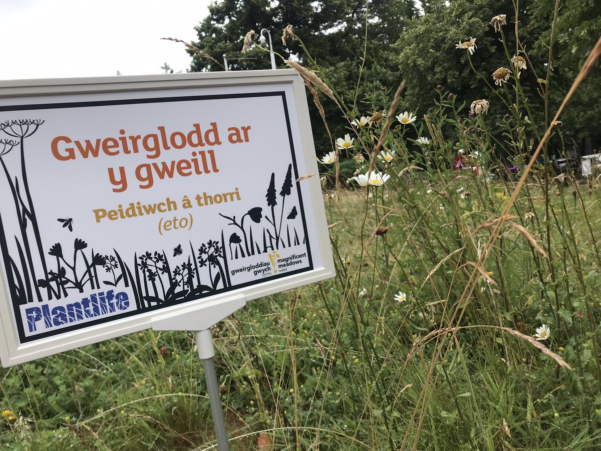 PlantlifeCymru's tweet photo. Happy #NationalMeadowsDay! 🌸#magnificentmeadowscymru celebrating with @Museum_Cardiff in #OurMuseumGarden. Great to see the NMW Director General, David Anderson, too 🥰 Head into town & join us for urban #meadowmaker activities. @Buzz_dont_tweet @BeMoreSquirrel https://t.co/rXP4XetVkD