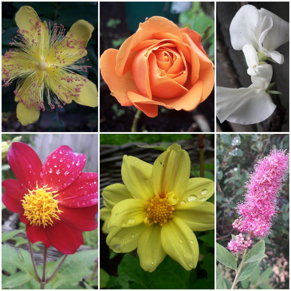 KateSalter3's tweet photo. Bit of a damp morning today for #SixOnSaturday chuffed with the dahlias, last years grown from seed and have come back despite me leaving them in situ all winter. Rose is only one the squirrels haven't had! #Wellbeing #dahlia https://t.co/qZ1Zn3JEwD
