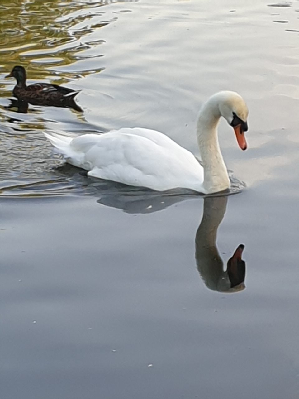 Christopher Z. Dlamini he/him (chris_dlamini) / Twitter