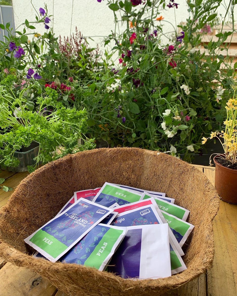 Get Ireland Growing (@energiagig) on Twitter photo We're kicked off our own <a href="/EnergiaEnergy/">Energia Energy</a> Get Ireland Growing Day celebrations at <a href="/Grow_HQ/">GROW HQ</a>
Hang your bunting & make sure your seed sowing station is well stocked!
Let us know how your getting on throughout the day tag <a href="/EnergiaGIG/">Get Ireland Growing</a> & #GetIrelandGrowing 🎉 We're kicked off our own <a href="/EnergiaEnergy/">Energia Energy</a> Get Ireland Growing Day celebrations at <a href="/Grow_HQ/">GROW HQ</a>
Hang your bunting & make sure your seed sowing station is well stocked!
Let us know how your getting on throughout the day tag <a href="/EnergiaGIG/">Get Ireland Growing</a> & #GetIrelandGrowing 🎉