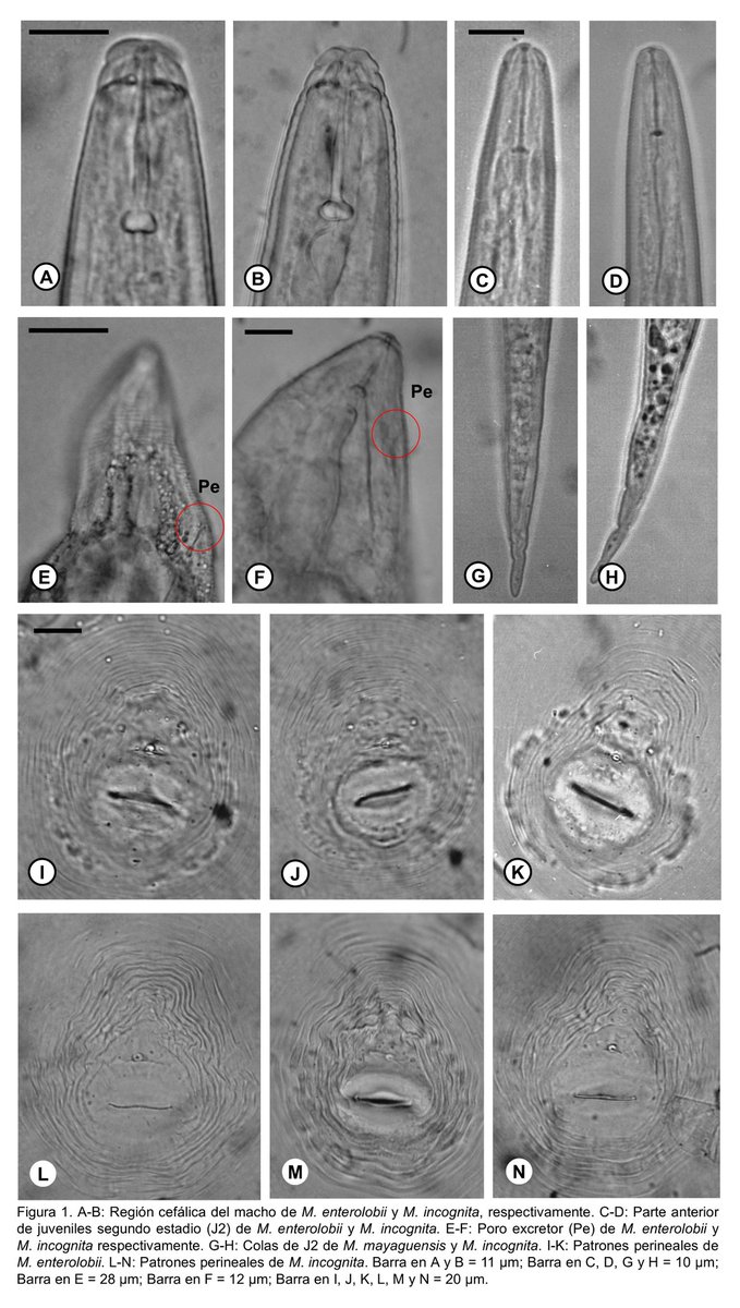 perichig's tweet photo. Morphological comparison between Meloidogyne enterolobii and M. incognita from Venezuela (2010). #nematodes #nematodos #taxonomy #Venezuela. https://t.co/8vOwmgWR29