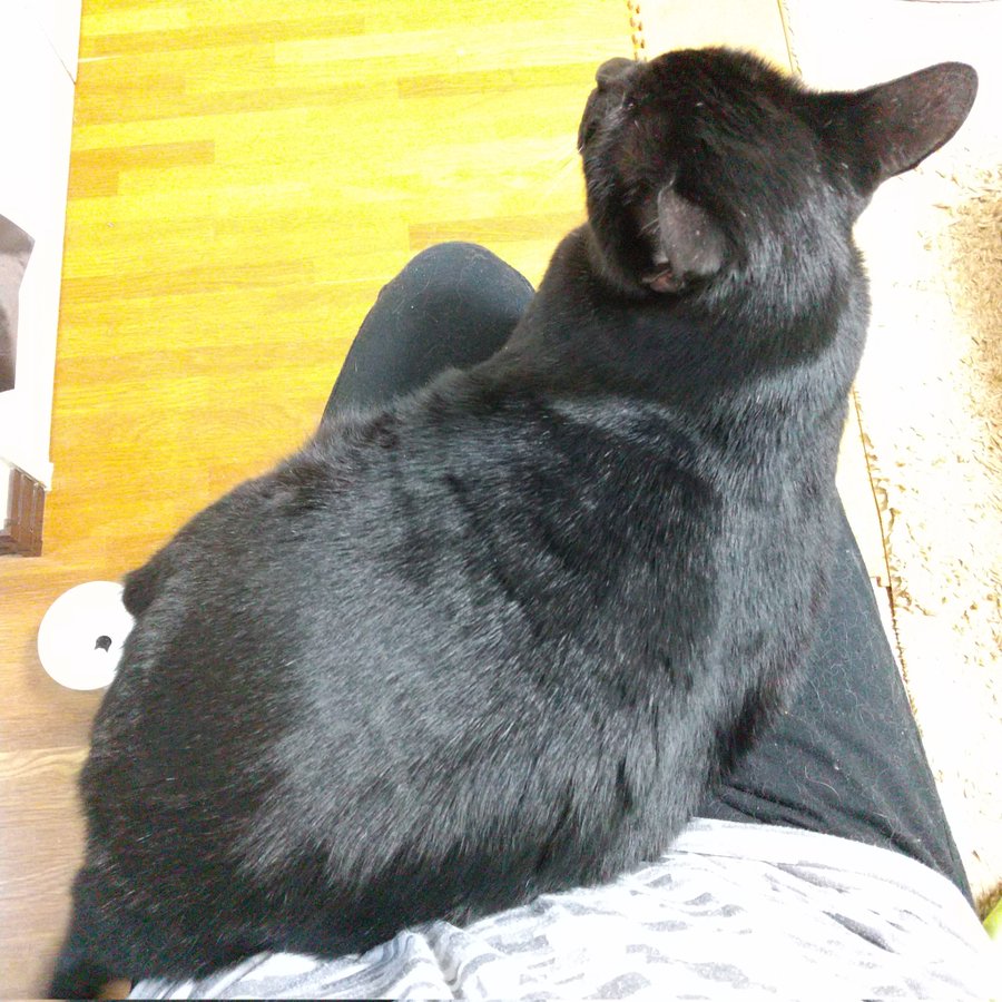 猫がしっぽをぶんぶん上下に振る意味は 動きで感情がわかる Catハウス