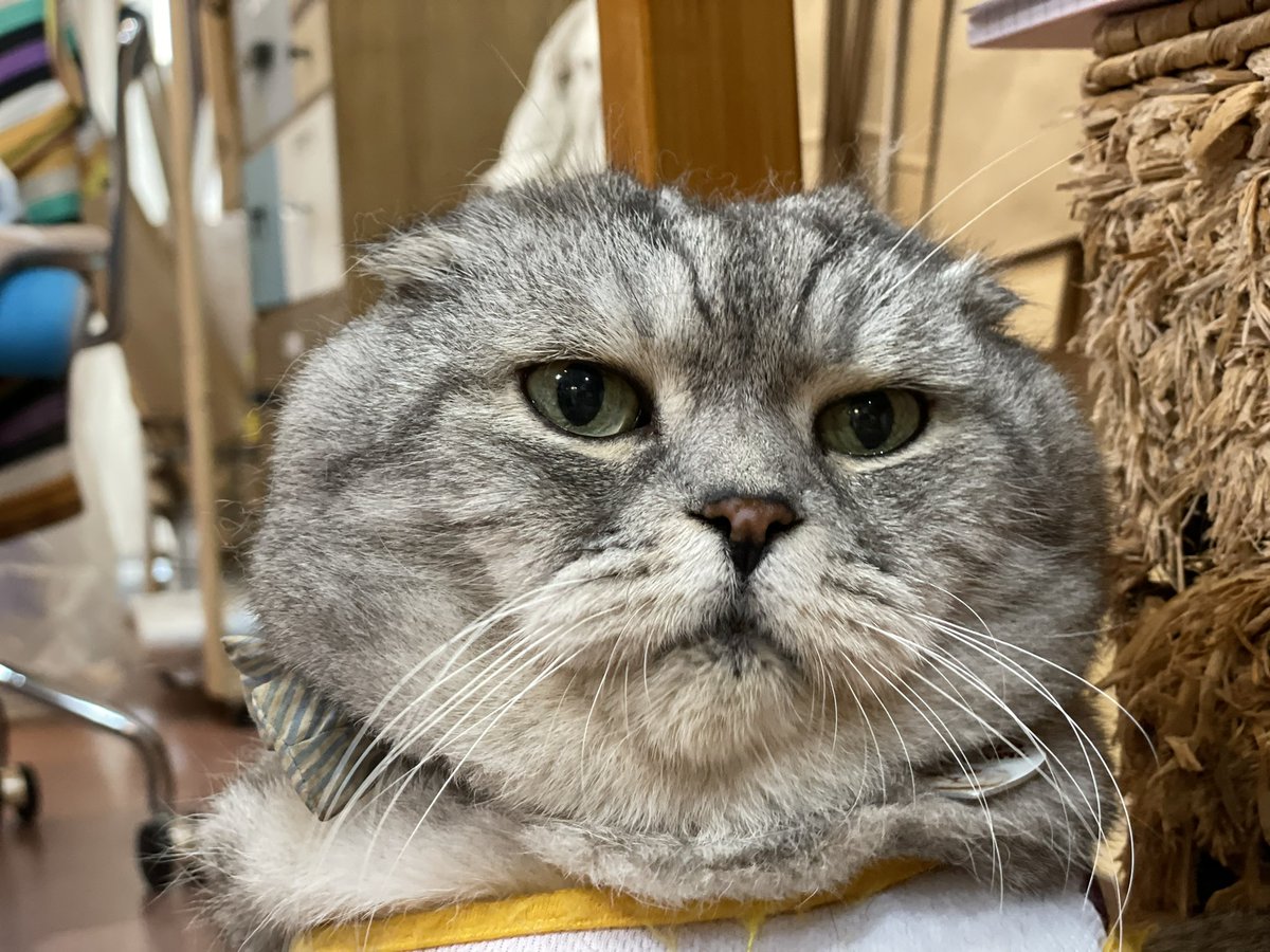 Zakka_ZiRo's tweet photo. 暑いなあ🙀

 #山口県  #下関市  #山口Twitter会  #猫雑貨  #猫店長  #デブ猫  #スコティッシュ  #じろう  #暑い時は動かない  #いやいやいつも動かない  #猫  #猫好き  #猫のいる暮らし https://t.co/52oVOkbWm6