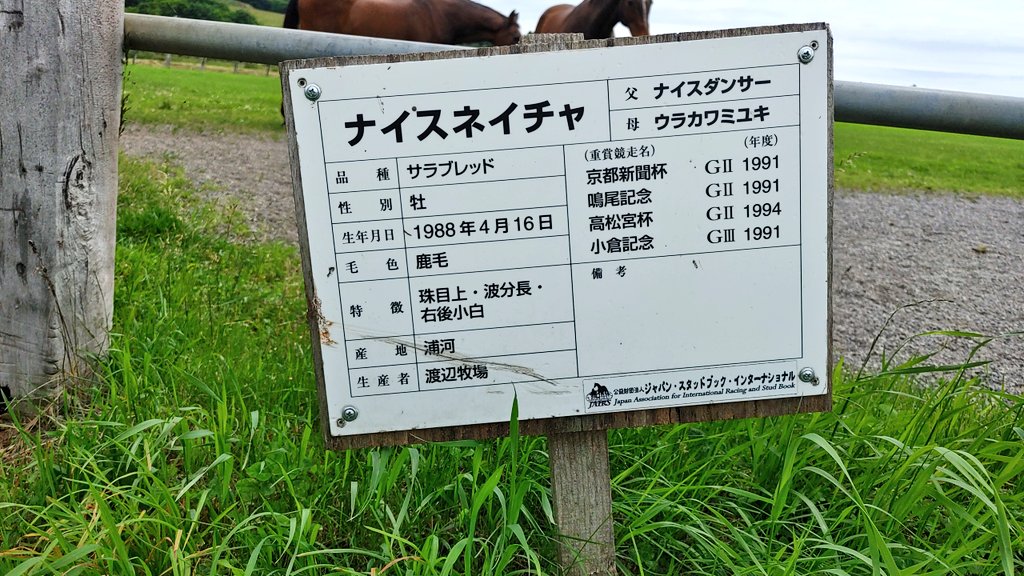 moko_marchen's tweet photo. はじめまして、ナイスネイチャ。
ずっと逢いたかったです。 https://t.co/j8ZMjWGX98