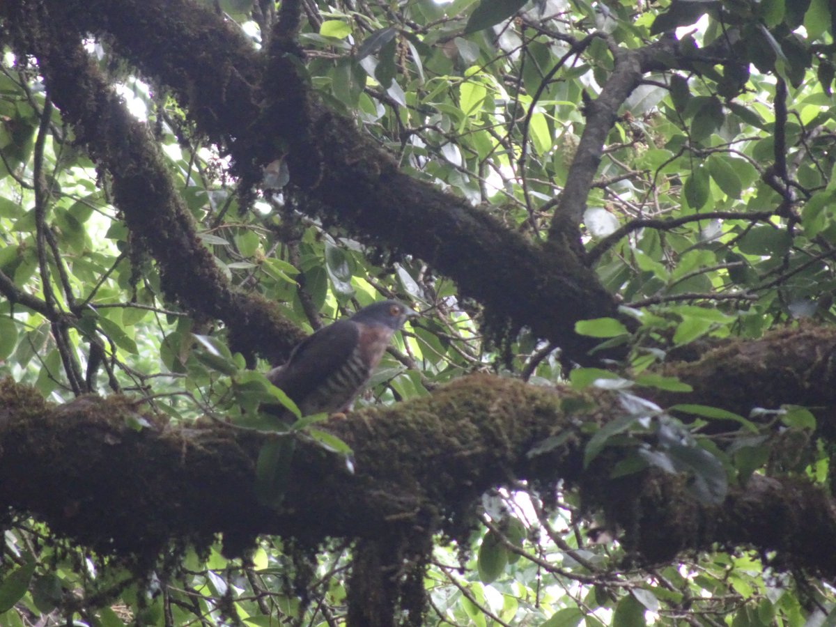 ronnie_sandip's tweet photo. Difficult to spot, not a great click but still managed to find this beautiful common hawk-cuckoo in Pangot

#IndiAves #ResidentBirds #birds @IndiAves @Avibase https://t.co/q4Fa51TWU4