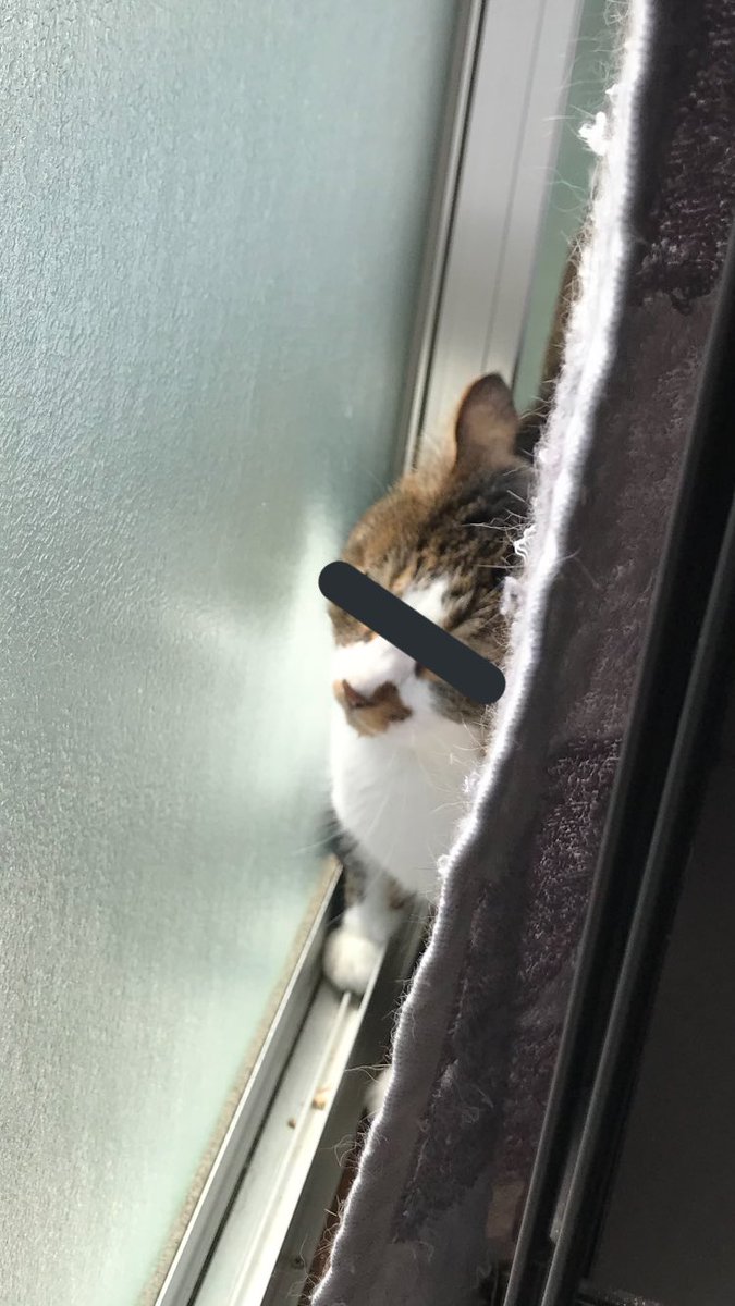 nukomaro2020's tweet photo. かじられたLANケーブルを交換。
配信復旧しました。
犯人（猫）の確証がないので念のためプライバシー保護します。 https://t.co/Y2cXJcEbou