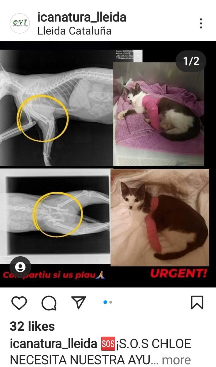 Solopar53137293's tweet photo. #Ajuda #Lleida #operacio Aquesta Gateta necessita ajuda econòmica per una operació. Contacte amb la clínica Icanatura de Lleida per Instagram; https://t.co/L5uq0hqG5p https://t.co/E8oE5RlCr4