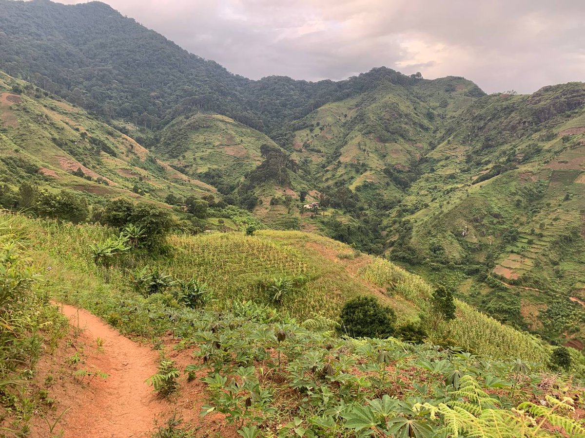 elton_rapper's tweet photo. #nature #trekking #ecotourism #hikking #landscape #forest #agrotourism #green #ulugurumountains #destination #destiny #morogoro #tanzania #eltontoursandsafaris https://t.co/iCLeiiRkXc