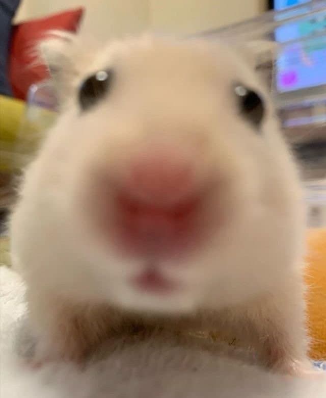 이런 햄스터 정면짤 더주실분 ㄳㄳ