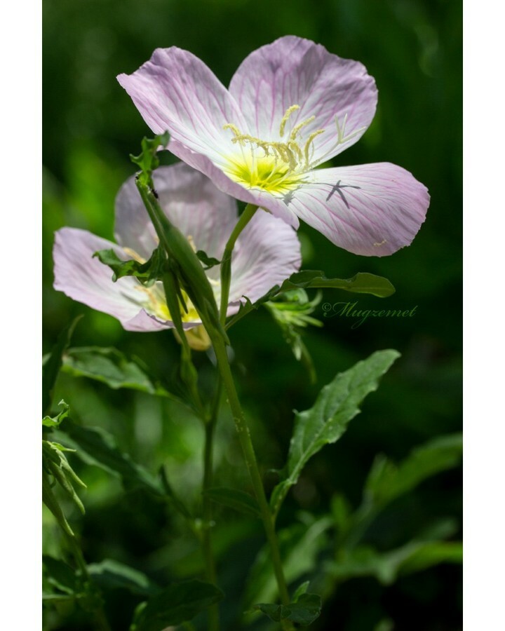 Mugzemet's tweet photo. Oenothera speciosa Nutt.  נר-לילה נאה
Mexican Evening Primrose
🌸
.
.
.
Jerusalem Botanical Gardens; הגן הבוטני האוניברסיטאי ירושלים
#Onagraceae #Oenothera_speciosa https://t.co/6CMVXB0ZJI https://t.co/HJSbzwCr2b