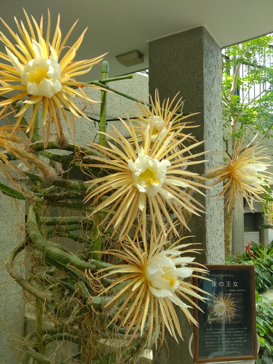 複数の花が咲く、とても華やかな夜の王女の開花でした！ 次は「ナイト 