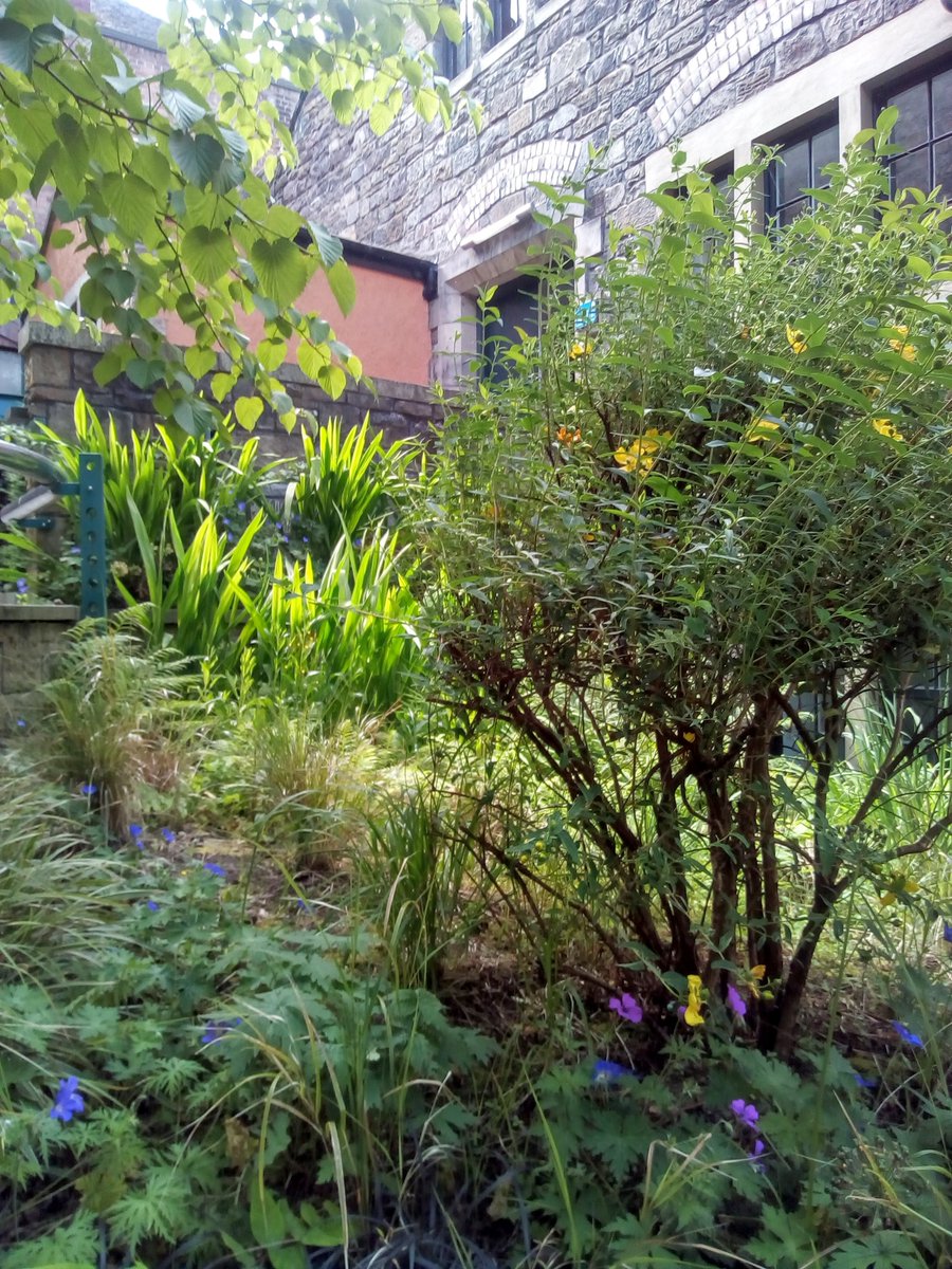 IliyanaNedkova's tweet photo. Seeking Time Shelter @edbookfest w/ @Gospodinov68 &amp; @rodel_angela on 19 Aug? 

Find sanctuary in our secret poetry garden &amp; discover a poem by @Gospodinov68 + 15 more by🏴󠁧󠁢󠁳󠁣󠁴󠁿&amp;🇧🇬writers as part of our #ThistlesandSunflowers fest &amp; #YS2022 👉free u/ 18 Sept https://t.co/vVfM0SYHeF https://t.co/u04PaVE4Hz