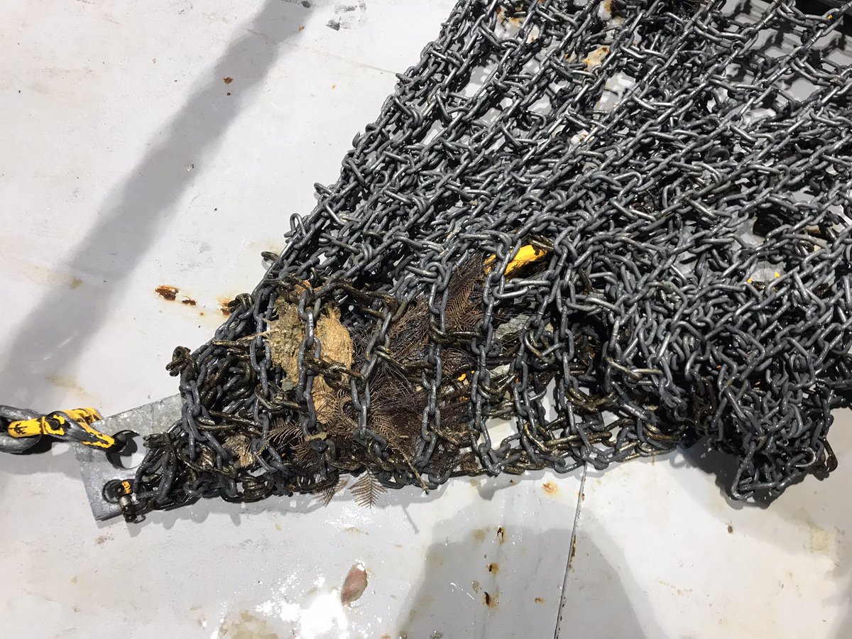 DrHannahPower's tweet photo. It’s our last full day on #RVInvestigator with demobilisation tomorrow! It’s gone unbelievably quickly!!😮🛳🌊

We still squeezed in some great #ScienceAtSea - two dredges &amp; fab mapping while the huge cleanup &amp; pack-up got underway! 🧹💪

Dolphins rounded out the day!!🐬🎥👇👇 https://t.co/vDR7tcVTh5