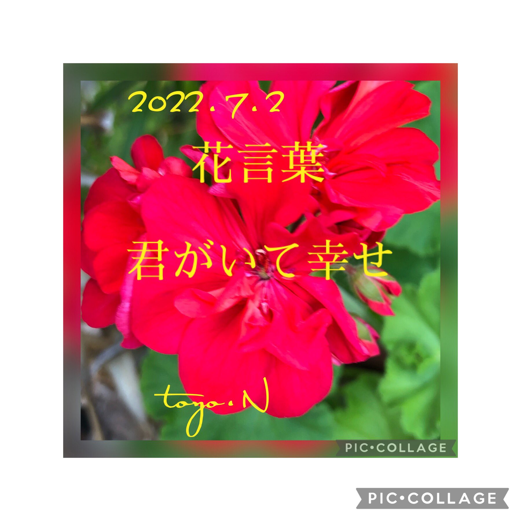 Toyomi Nakaoka 2951 連続投稿 朝水やりの時に お客さんからもらった 赤いゼラニウムが やっと蕾から花を咲かせてた 育てて見ると 咲いた時が一番嬉しい T Co Tjzkcm2kk9 Twitter