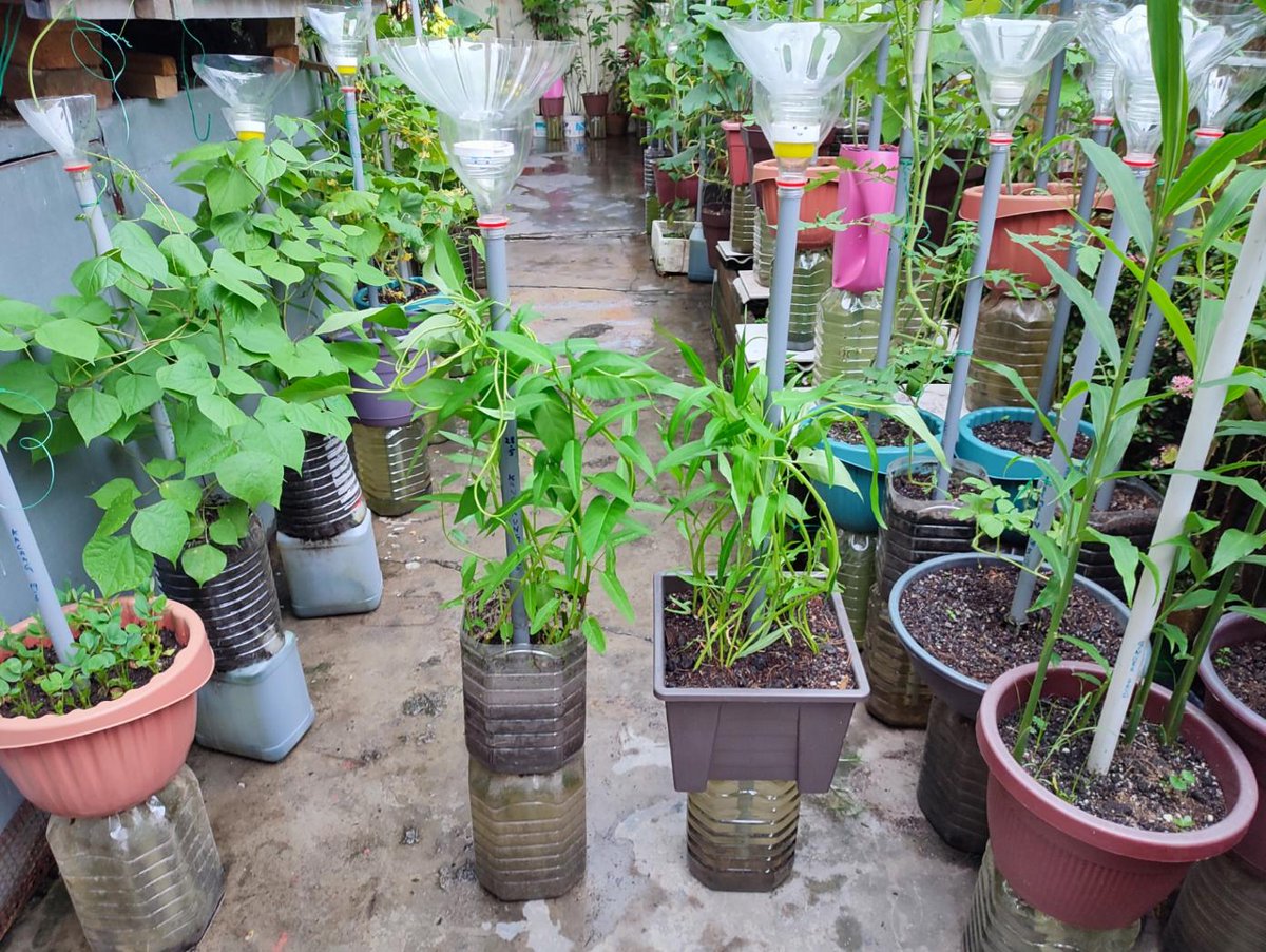 youtube.com/watch?v=O4m_V9…
On the left water spinach grows from cuttings Day 30
On the right water spinach grows from seeds Day 35
#WaterSpinach
#GrowWaterSpinach
#SelfWateringPot
#SelfwateringpotBivo
#SelfwateringpotBix
#HangingPot