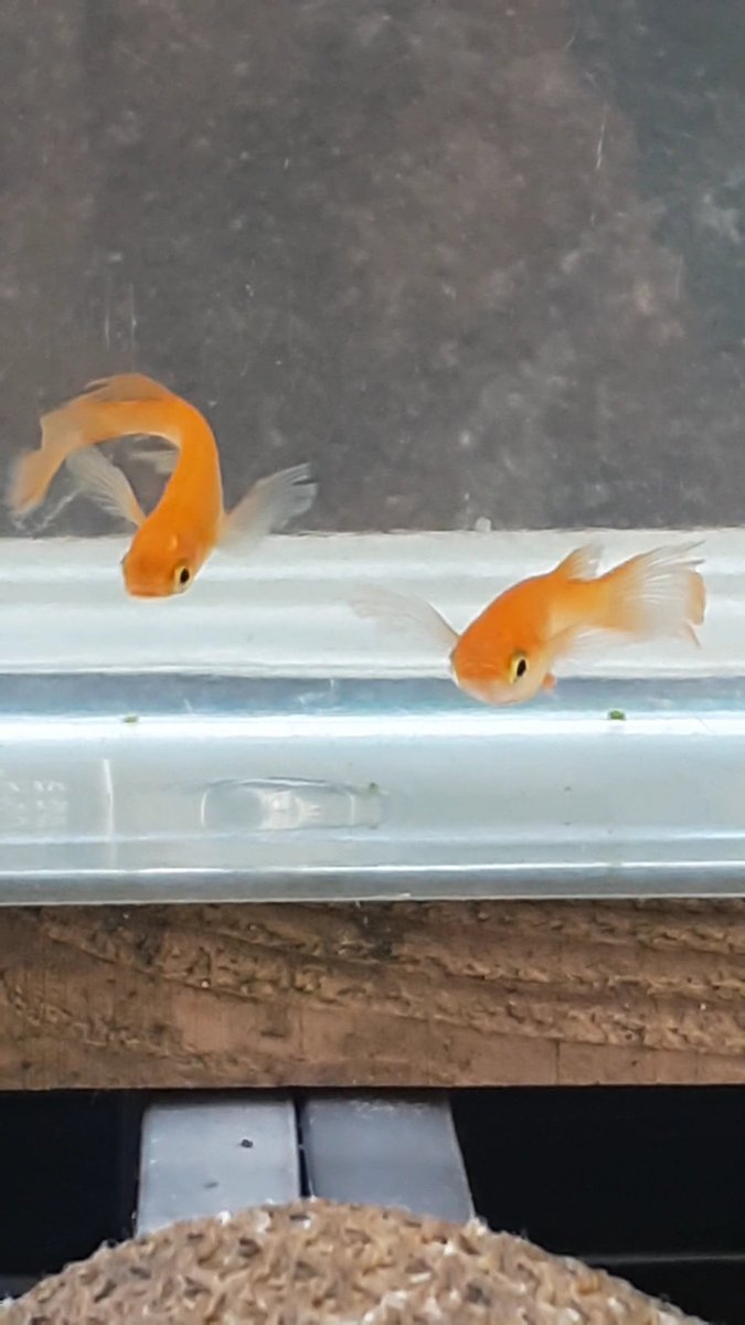 紅帝松井ヒレ長です。
買っちゃいました。😆
#メダカ