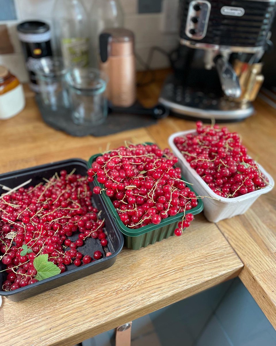 First large haul 🌱 My favourite & makes such good pressies 💚 redcurrant & chilli 🌶 jam. All homegrown #seedtotable #gardentoplate #pamthejambook #homegrown #growingfood #upahillinwales