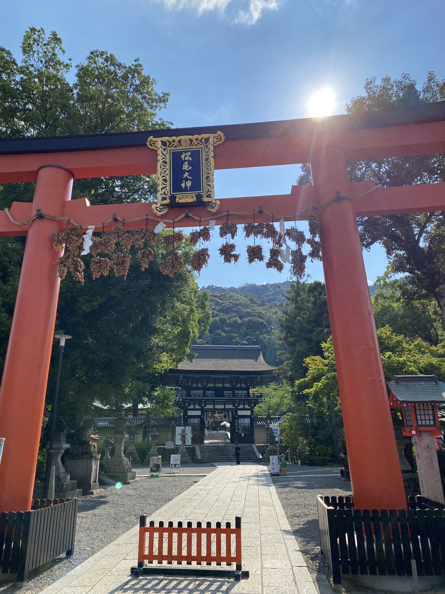 3i_a7's tweet photo. 氏神様の松尾大社へ行ってきました⛩ ぶら下がっているのはお榊です。農作物の出来具合を占っていました。占いは遠い昔から行われていたのですね！ https://t.co/Ro2Je09AbK