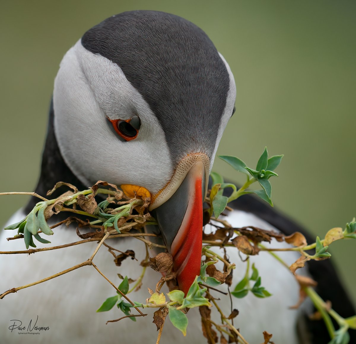 Good morning to my worldwide #TwitterFriends and the #TwitterNatureCommunity this Puffin is renewing the nest bed..
#seabirds #wales #birds #wildlife #nature #ThePhotoHour #SonyAlpha #birdlovers #nesting #collector #TwitterNaturePhotography #photo