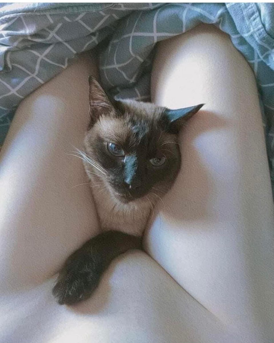 Foxie__zz's tweet photo. Mew 
Chat sex ib e https://t.co/97c5dUpOaG