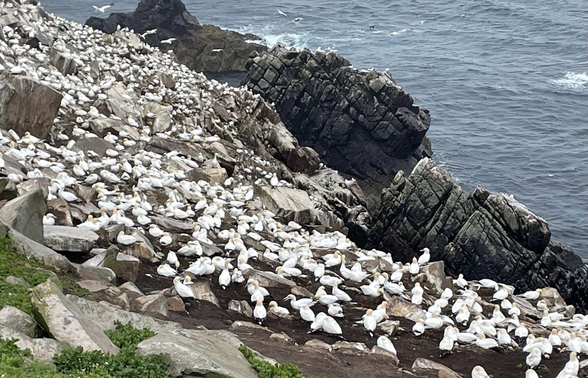 Fantastic day at Saltee Island. Such a privilege to see these #seabirds - Puffins, guillemots, gannets, shags, etc. #Puffins #Gannets #Wildlife #SalteeIsland