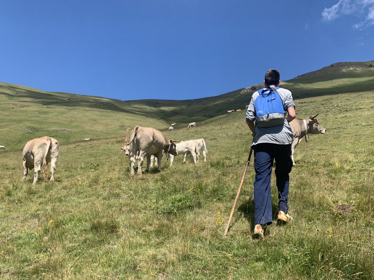 immaps's tweet photo. “ És fill d’una vaca” ha dit en Javier quan l’esperàvem que arribés a la màniga on hi havia la vaca que teníem que medicar. I després del dia d’avui crec sincerament que l’ Albert té un do per aquests animals.
( Fil👇🏼) https://t.co/OCHIoyloC0