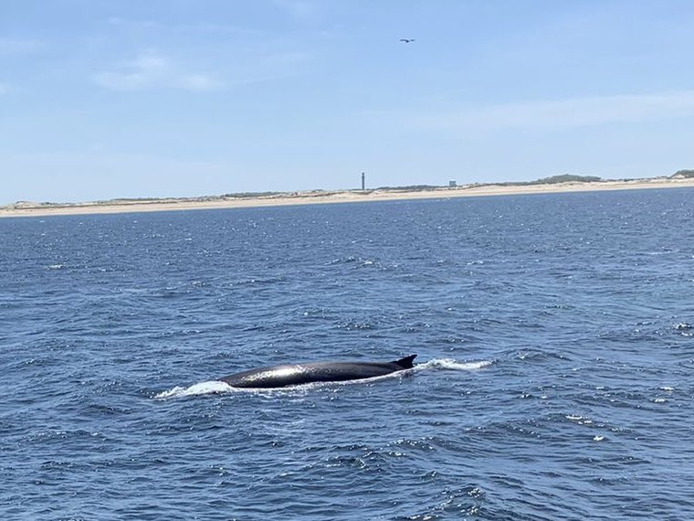 oakgrange's tweet photo. @ChrisGPackham @katrinjak @visiticeland @iceland Saw fin backs off of Cape Cod in May why kill them? https://t.co/tVgwuE1bEG