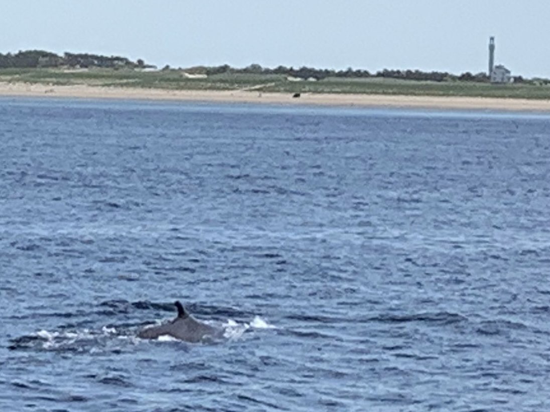 oakgrange's tweet photo. @ChrisGPackham @katrinjak @visiticeland @iceland Saw fin backs off of Cape Cod in May why kill them? https://t.co/tVgwuE1bEG