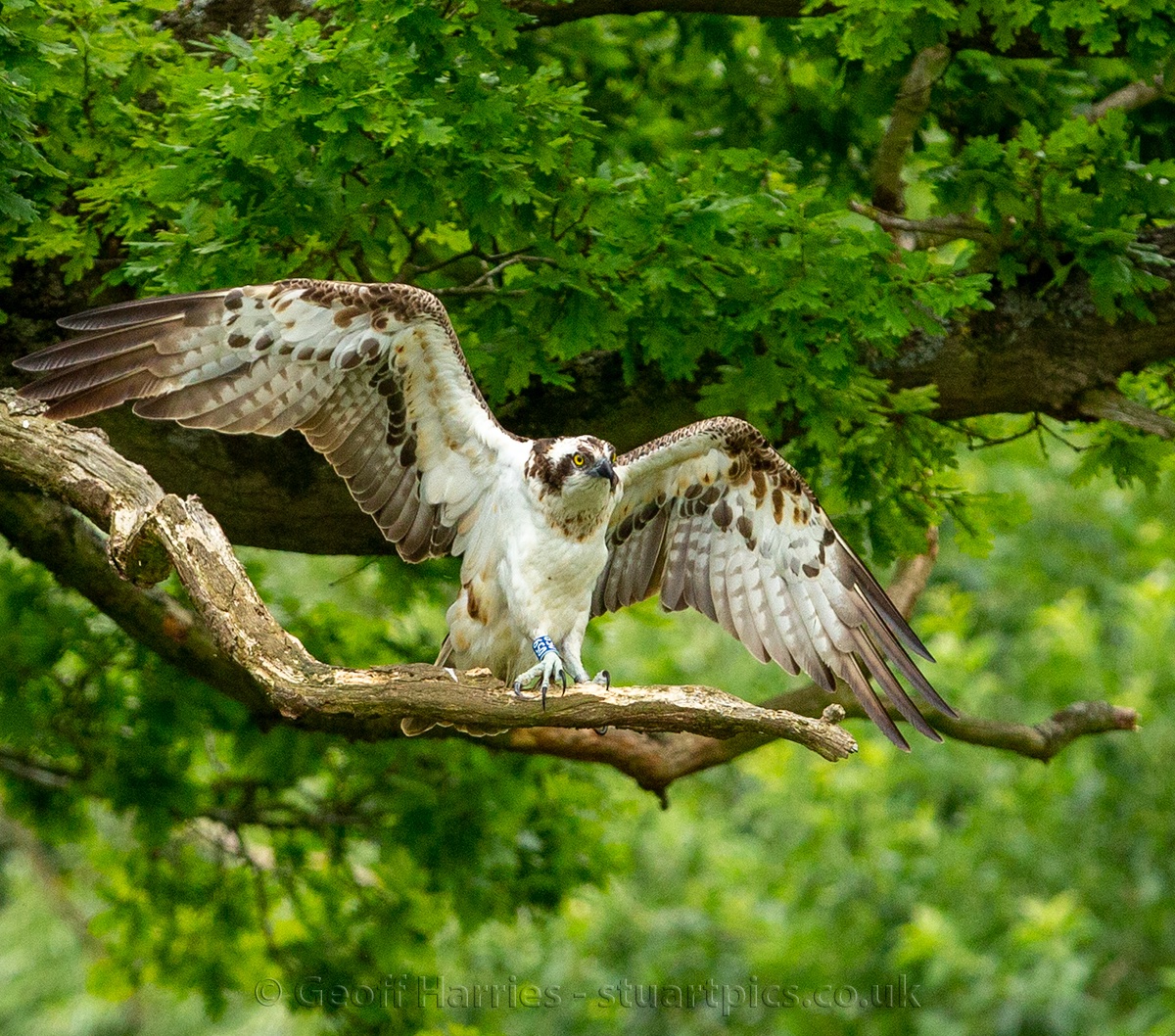 stuartpics's tweet photo. Osprey images posted at https://t.co/gaFt2qwdfZ
@GwashOspreys @rutlandospreys #ospreys #birdphotography @WildlifeMag These images are of osprey O59(19) son of the famous 28(10) taken at Horn Mill on Thursday https://t.co/SXXCuVvScM