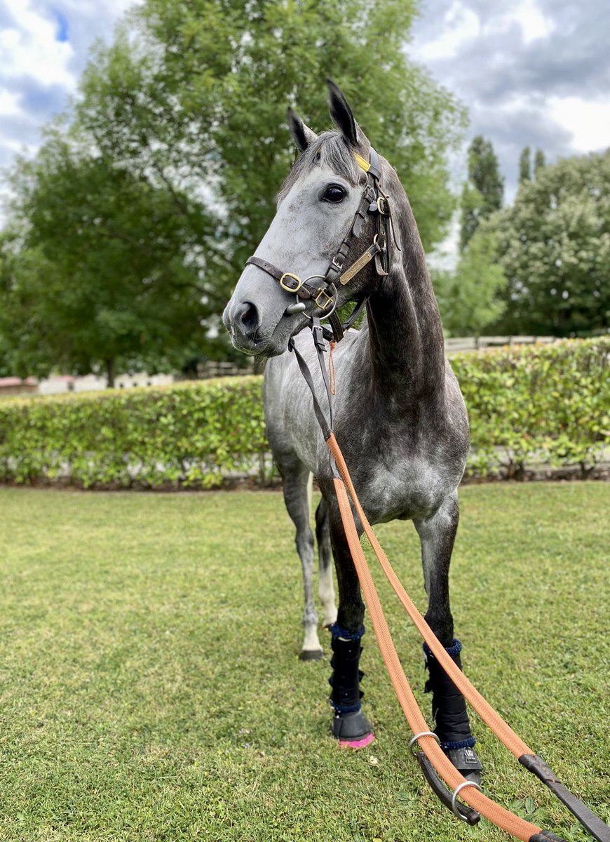 HeathHouseNkt's tweet photo. ALPINISTA (Frankel x Alwilda) arrived in France yesterday ahead of her seasonal return in the G1 Grand Prix de Saint-Cloud at Saint-Cloud tomorrow under @Luke_Morris88 

Best of luck to her Owner/Breeder @Lanwades and all the team at Heath House. 

#lanwades #frankel #juddmonte https://t.co/jlrukKlKao