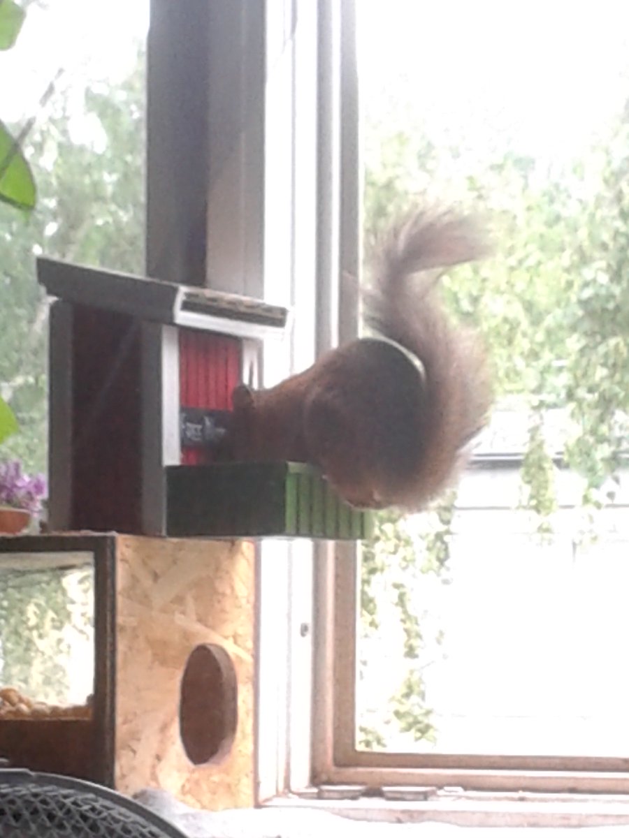 LarssssBe's tweet photo. May I present Ethan, the one squirrel who will absolutely never do things the easy way. ❤️🤪❤️
#WindowSquirrels
#Nuts https://t.co/h2z2csRMEw