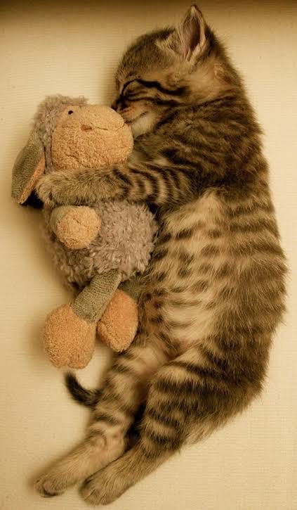Shade_Barrow2's tweet photo. Happy Caturday 🐈🍀☕️🌻🐈 https://t.co/s09x1G5XS1